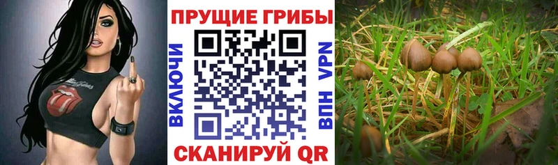 Псилоцибиновые грибы Psilocybine cubensis  Купить закладки  Партизанск 